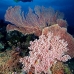 coral_soft_pc_v_0705_png1945.jpg